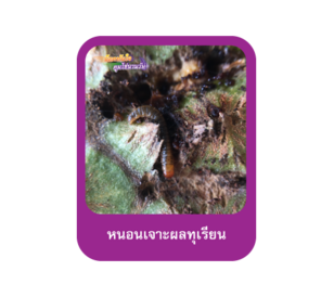 หนอนเจาะผลทุเรียน
