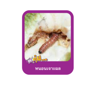 หนอนเจาะผลทุเรียน
