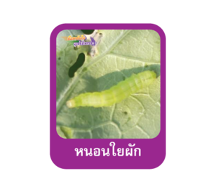 หนอนใยผัก