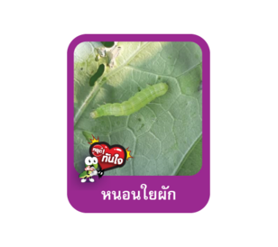 หนอนใยผัก