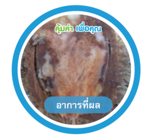 อาการที่ผล