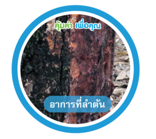 อาการที่ลำต้น