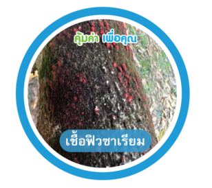 เชื้อฟิวสาเรียม