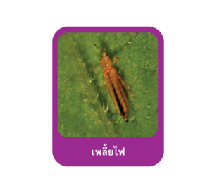 เพลี้ยไฟในข้าว
