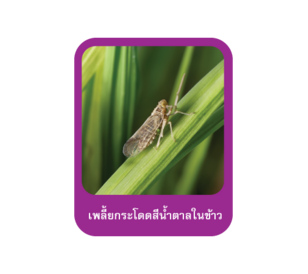 เพลี้ยกระโดดสีน้ำตาลในข้าว