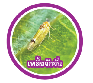 เพลี้ยจักจั่น