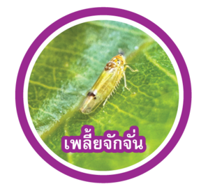 เพลี้ยจักจั่น