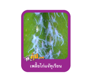 เพลี้ยไก่แจ้ทุเรียน