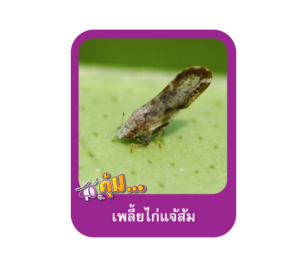 เพลี้ยไก่แจ้ส้ม