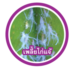 เพลี้ยไก่แจ้