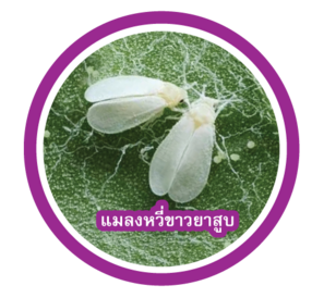 แมลงหวี่ขาวยาสูบ