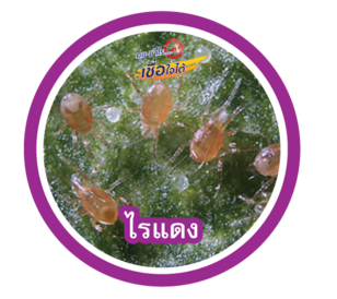 ไรแดง