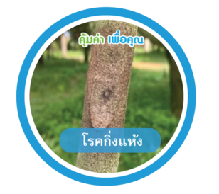 โรคกิ่งแห้ง