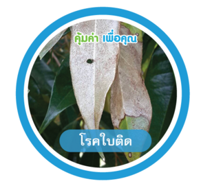 โรคติดใบ