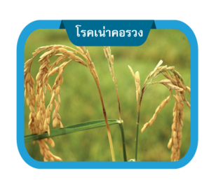 โรคเน่าคอรวง