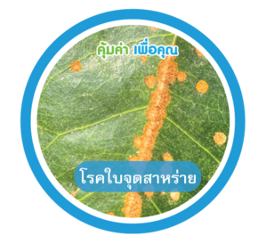 โรคใบจุดสาหร่าย