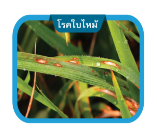 โรคใบไหม้