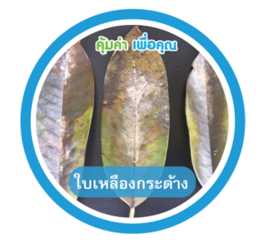 ใบเหลืองกระด้าง