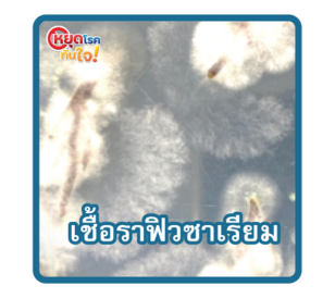 เชื้อราฟิวซาเรียม2