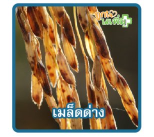 เมล็ดด่าง