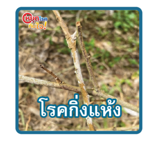 โรคกิ่งใบแห้ง