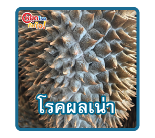 โรคผลเน่า