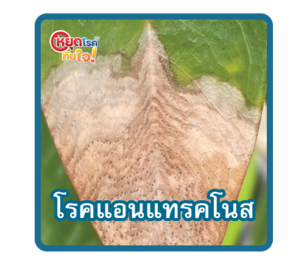 โรคแอนแทรคโนส