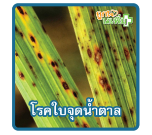 โรคใบจุดน้ำตาล