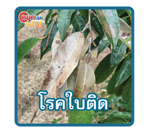 โรคใบติด