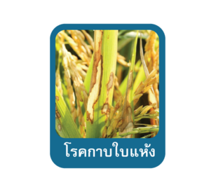 โรคกาบใบแห้งในข้าว