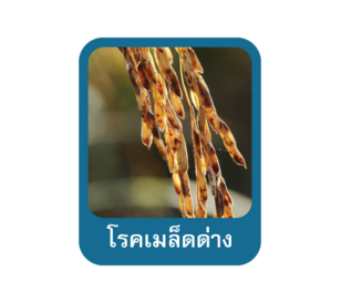 โรคเมล็ดด่างในข้าว