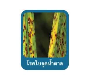 โรคใบจุดน้ำตาลในข้าว