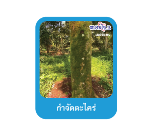 กำจัดตะไคร่