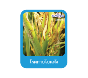 โรคกาบใบแห้ง