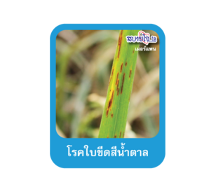 โรคใบขีดสีน้ำตาล