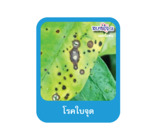โรคใบจุด