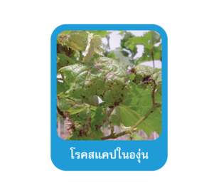 โรคสแคปในองุ่น