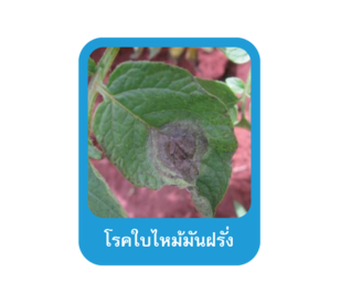 โรคใบไหม้มันฝรั่ง