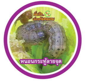 หนอนกระทู้ลายจุด