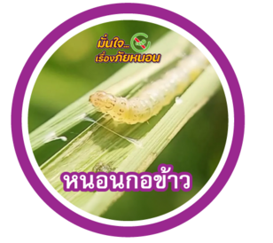 หนอนกอข้าว