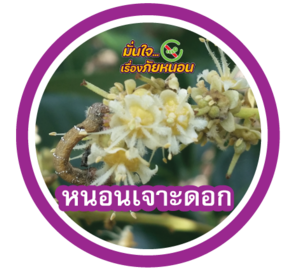 หนอนเจาะดอก