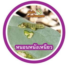 หนอนหนังเหนียว