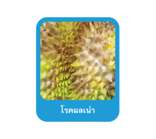 โรคผลเน่า