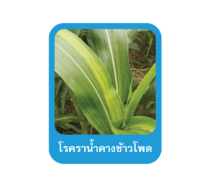 โรคราน้ำค้างข้าวโพด