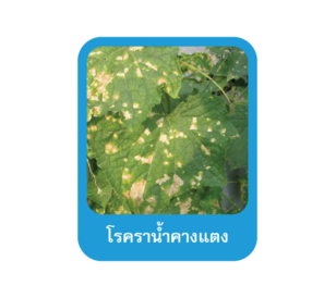 โรคราน้ำค้างแตง