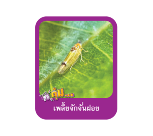 เพลี้ยจักจั่นฝอย