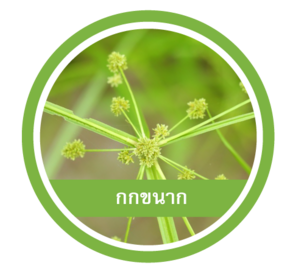 กกขนาก