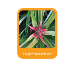 ควบคุมการออกดอกสับปะรด