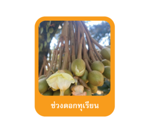 ช่วงดอกทุเรียน