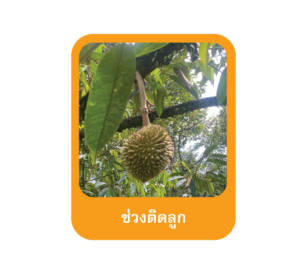 ช่วงติดลูกทุเรียน